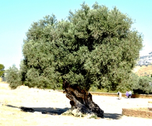 Olive_tree_-_Valley_of_the_Temples_-_Agrigento,_Sicily_-_Italy_-_18_July_2010